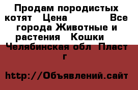 Продам породистых котят › Цена ­ 15 000 - Все города Животные и растения » Кошки   . Челябинская обл.,Пласт г.